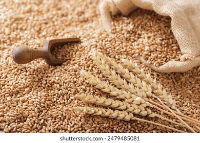 Close up of wheat grains and wheat ears, top view