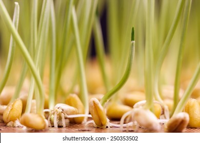 Close up of wheat (Triticum aestivum) young seedlings grown in laboratory