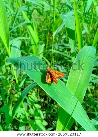 The close up of whirlabout vibex, or the whirlabout, is a grass skipper in the family Hesperiidae.Delaware skipper Fiery skipper   sitting on green grass and okra vegetable
