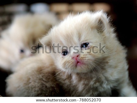 Close up whit kitten 