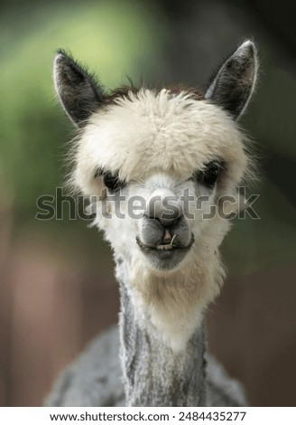 close up of a white alpaca