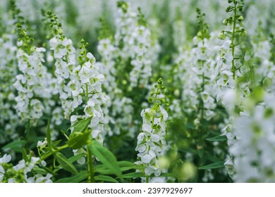 Close up of white Angelonia flowers and green leaves at King Rama 9 Park ,Bangkok Thailand - Powered by Shutterstock