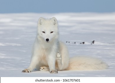 Close up of a white Arctic fox sitting on his tail with snowy landscape and a blue sky in the background - Powered by Shutterstock