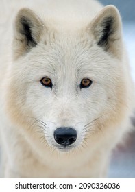 Close Up White Arctic Wolf Looking On Camera. Danger Animal In Nature Habitat