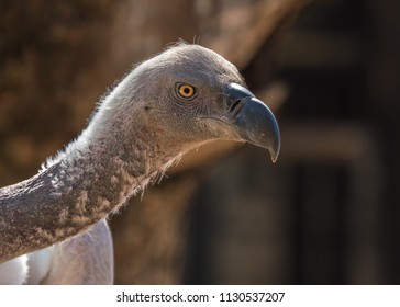 Close Up Of A White Backed Vulture From Africa