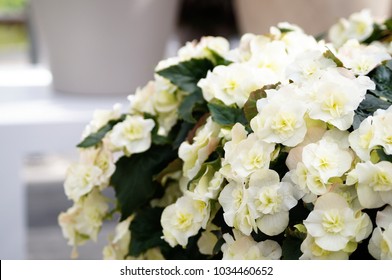 Close Up Of White Begonia