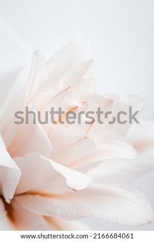Close up white beige  lily flower, natural floral background pastel color with copy space. Natural beauty blossoming lily flower. Peony blooms, vertical flowery image, celebrate nature postcard