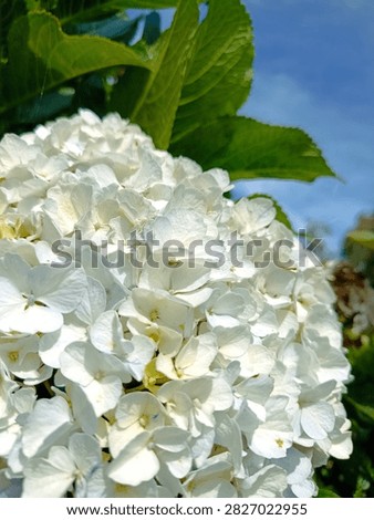 Close up of white Bigleaf Hydrangea (Hydrangea macrophylla) in the garden