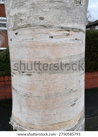 Close Up Of White Birch Tree Trunk Bark Texture Outdoors In Residential Area