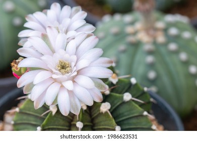 Close up of white blooming cactus, LB2178 flower in greenhouse plant for beautiful background.
