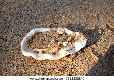 Close up white broken seashell filled with coarse sand and tiny shells on tropical sandy beach, natural beach texture background in sunlight.