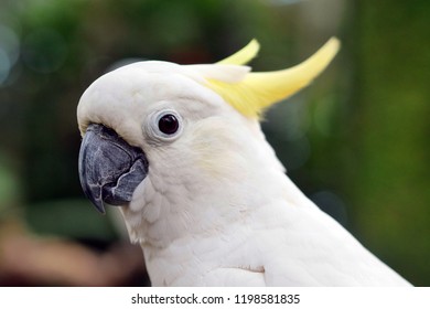 Close up white Cacadu bird 
