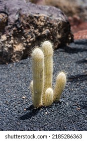 Close Up White Cactus On Black Volcanic Soil