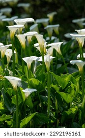 Close up white calla lilies in spring calla lily park - Shutterstock ID 2292196161