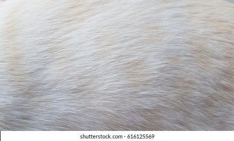 Close Up Of White Cat Fur Texture