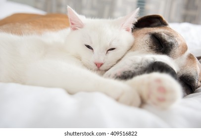 Close up of White Cat Loving Boxer Mix Dog. Sleeping Together on Bed. - Powered by Shutterstock
