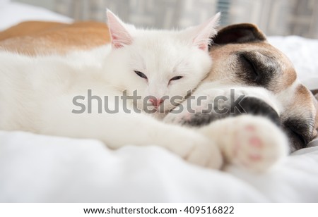 Close up of White Cat Loving Boxer Mix Dog. Sleeping Together on Bed.
