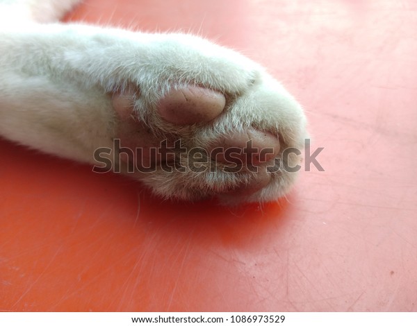 Close White Cats Paw On Red Stock Photo Edit Now 1086973529