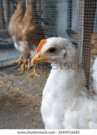 Close Up White Chicken Inside Cage at Poultry Farm