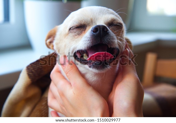 photo White Chihuahua Puppy With Brown Spots https www shutterstock com image photo close white chihuahua brown spots ears 1510029977