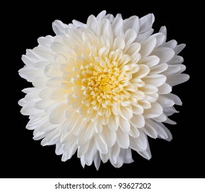 close up of white chrysanthemum or white mum