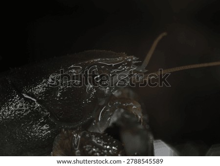 close up of a White clawed Crayfish head