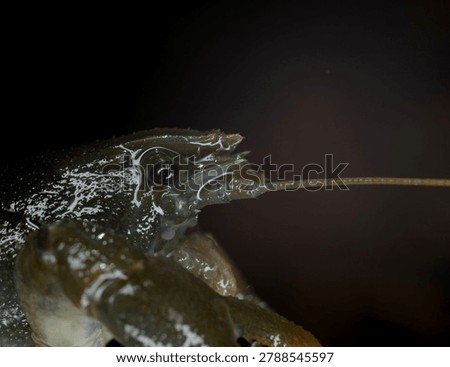 close up of a White clawed Crayfish head