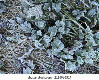 Close up of white coated frost covered green grass garden lawn blades with dried leaves in organic English country garden with early morning light and  on crisp cold freezing Winter day flat lay view
