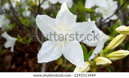 Close up of a white color pattern 'royal azalea' flower against a bright nature background.