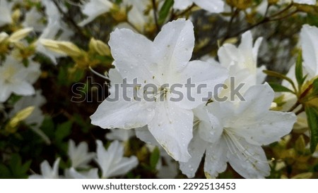 Close up of a white color pattern 'royal azalea' flower against a bright nature background.