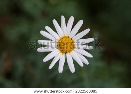 Close up of white common daisy. Oxeye daisy, Leucanthemum vulgare, Dox-eye, Dog daisy, Moon daisy. Gardening concept
