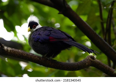 Close Up Of White Crested Turaco                     