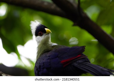 Close Up Of White Crested Turaco                     