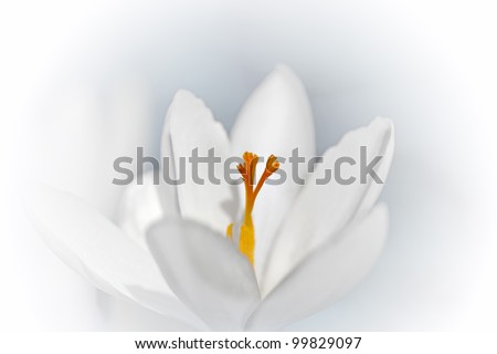 Image, Stock Photo a glimpse of spring