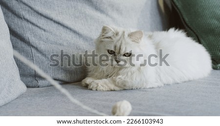 Close up of the white cute fluffy cat lying on the grey sofa in the room and looking at the white clew of thread. Inside.