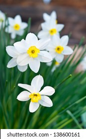 Close Up Of White Daffodils