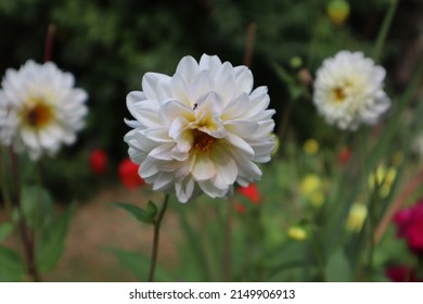 Close up of white dahlia flower in full bloom