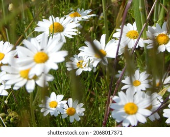 Close up of white daisies in the grass in summer