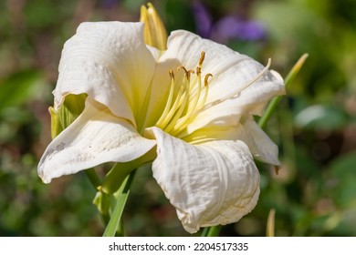 Close Up Of A White  Daylily Flower In Bloom