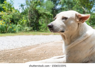 Close Up White Dog And Look Suspicious