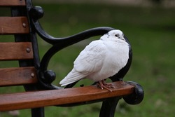 Close Up Of A White Dove Or Pigeon Standing On The Edge Of The Seat Of A Wooden Park Bench, During A Rainy Day