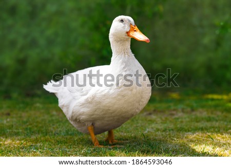 Close up of a white duck. Front view of white duck on the grass.