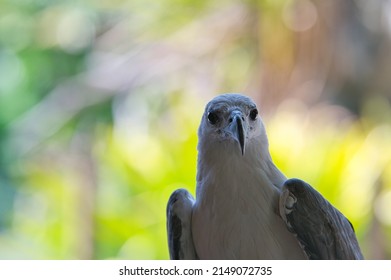 Close up of white eagle in the green background 