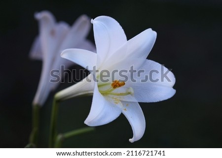 Close up of a white  Easter Lily with a dark background. Lilium longiflorum