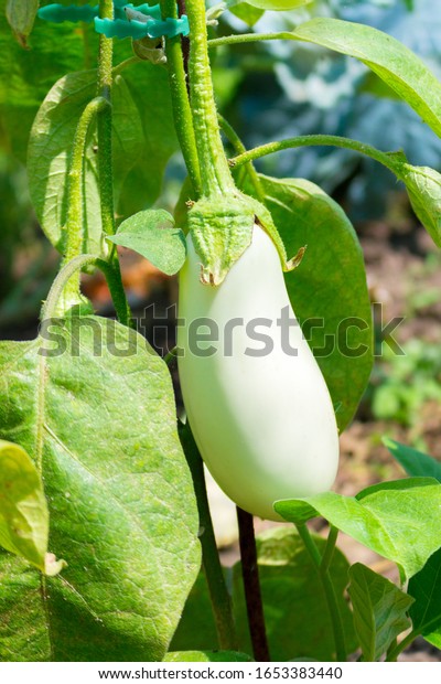 Close up of white eggplant growing under the\
sunlight on the plant in the\
garden.
