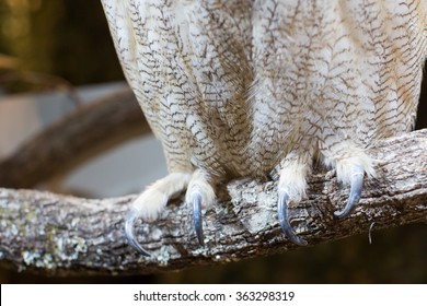 1,879 Owls Feet Images, Stock Photos & Vectors | Shutterstock