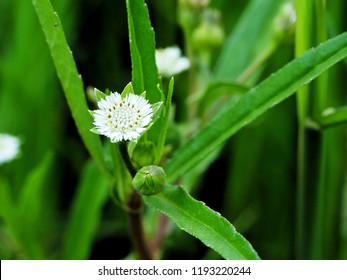 Close Up Of White False Daisy Flower And Green Leaves