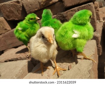 Close up of a white farmy Chick. A newborn baby chick sitting on hand against blurred background of a house. Poultry farm concert. Birds photography. - Shutterstock ID 2311622039