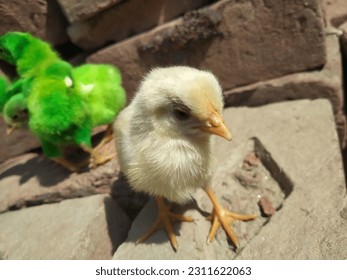 Close up of a white farmy Chick. A newborn baby chick sitting on hand against blurred background of a house. Poultry farm concert. Birds photography. - Shutterstock ID 2311622063