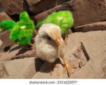 Close up of a white farmy Chick. A newborn baby chick sitting on hand against blurred background of a house. Poultry farm concert. Birds photography. - Shutterstock ID 2311622077